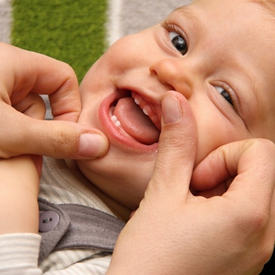 Parent pulling back toddlers upper lip to show budding teeth